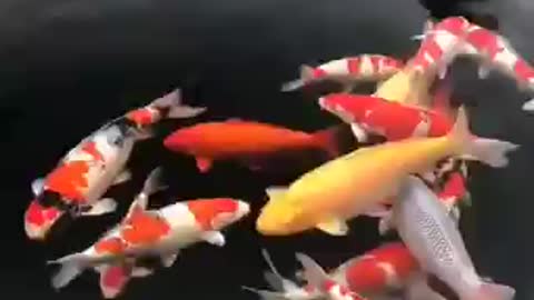 Koi fish