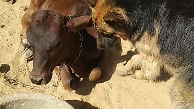 Gsd dog play with cow