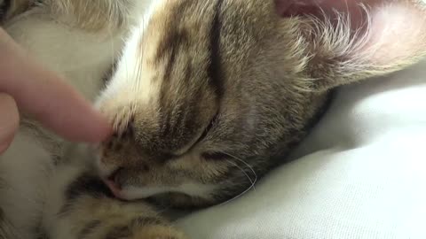 Adorable Purring Little Cat Sleeps on His Forehead