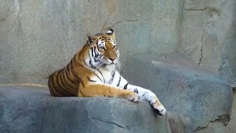 Beautiful- Unique- Tigers