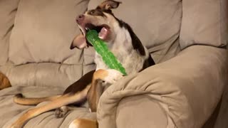 Dog chew toy