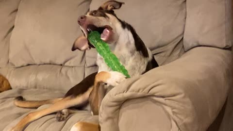 Dog chew toy