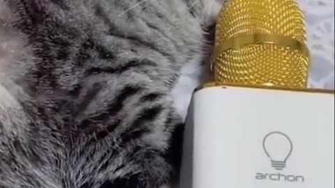 🐈🤣Funny_Cats_Videos_Try_Not_To_Laugh_Extreme🐱😊