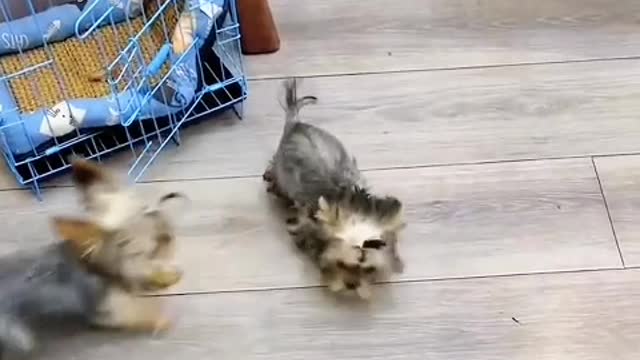 It is everyone's responsibility to protect animals