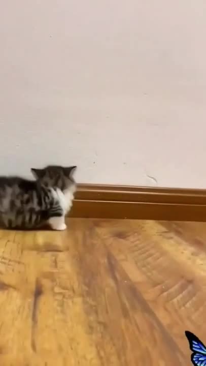 cute cat shorts❤#shorts #cat #cutecat