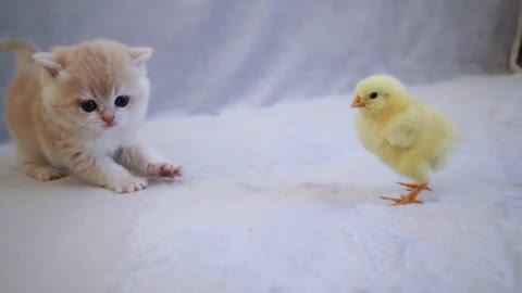 Cute Kittens Plays With a Tiny Chicken