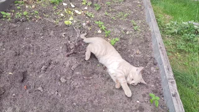 cats are so funny