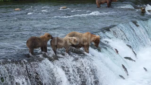 Bear and family.