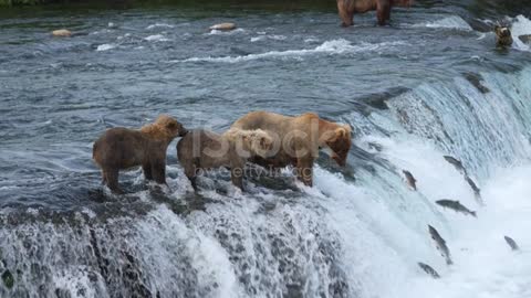 Bear and family.