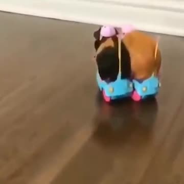 Funny Hamster Ride Bike