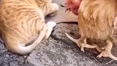 Cat crying