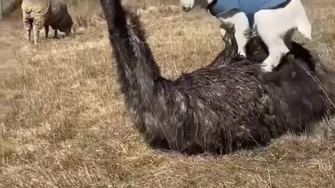Beautiful animals both