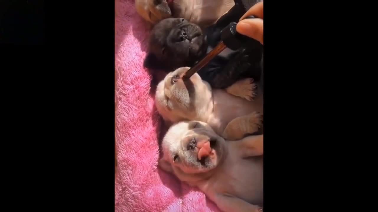 cute cat_short _shorts video funny animals(720P_HD)_1