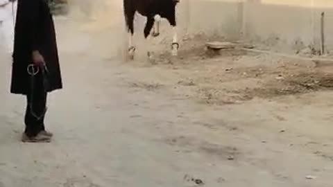 HORSE LOVERS 🔥
