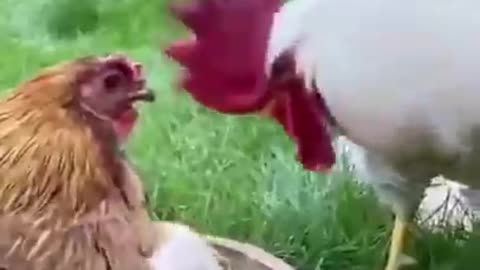 Whom did you walk up Ты кого нагуляла