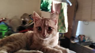 my funny cat is riding a flying stool