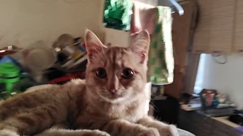 my funny cat is riding a flying stool