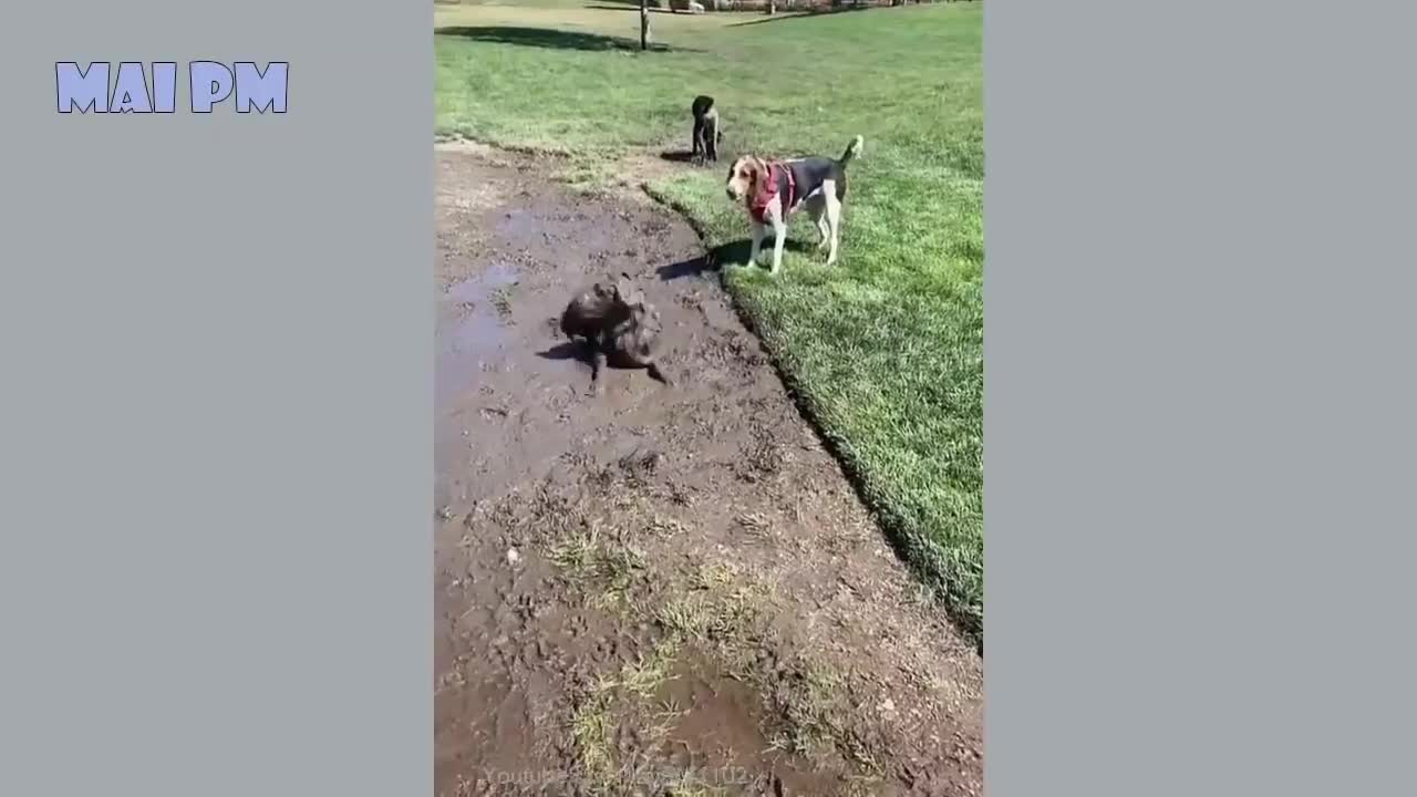 Funny Dog Videos 2021 It's time to LAUGH with Dog's life!!!