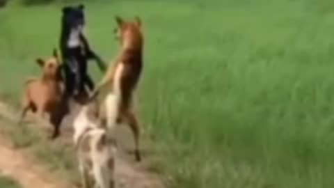 dog vs dog attacking #shorts