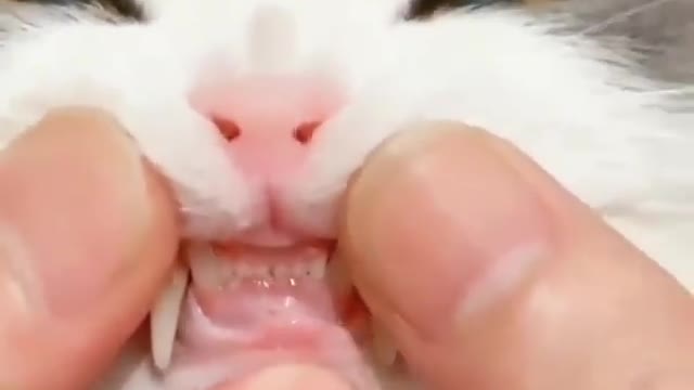 Funny and Cute Cat Videos #216