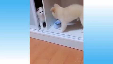 Funny Cats 😹Try Not To Laugh!