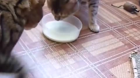 Playing Cat Videos