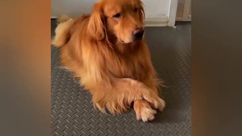 Funny animals comedy videos 😂😂😂