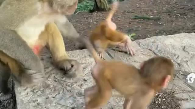 Cute Monkey China & Funny Love monkey| Animals Love