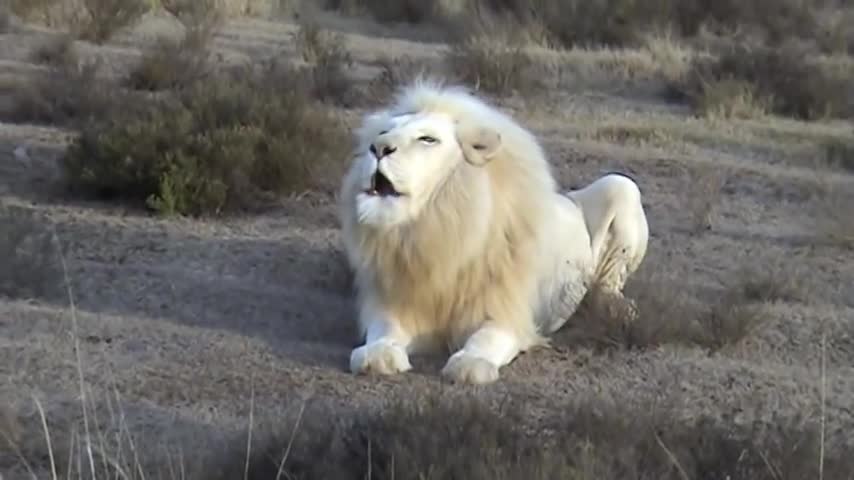 White_Lion_Roar