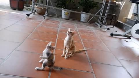 New Lovely Moments With Cute Cats Today