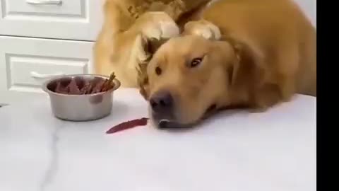 Sad Dog, A friend in need is a friend indeed.