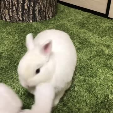 Cute rabbit have fun with a rabbit toy