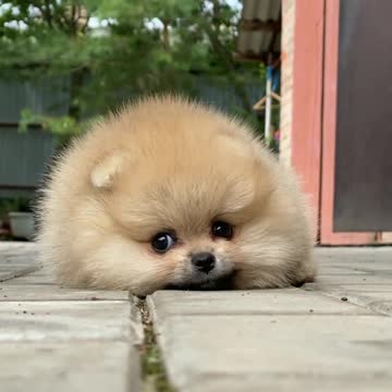 dog show|new video|new dog world|best show of the world|dog ccomady