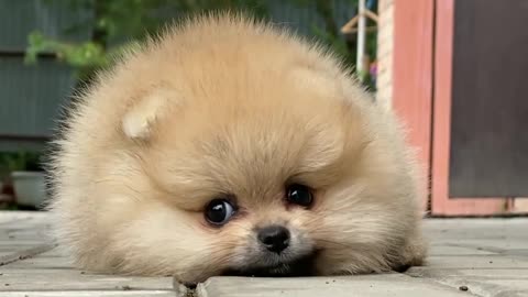 dog show|new video|new dog world|best show of the world|dog ccomady