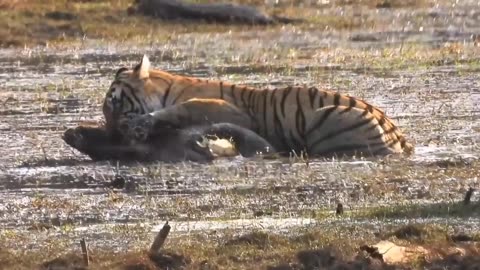 Tiger hunting Wild Boar