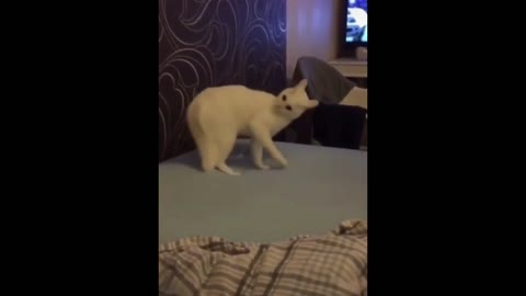 animals mix