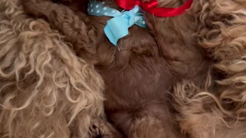 relaxing music for cats and dogs ! Music helps your dog and cat relax!