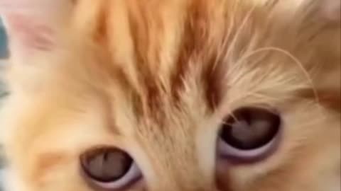 Small Cute Cat, Looking So Beautiful