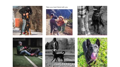 ANY dog can be taught to behave well when being leashed | 5 MINUTE DOG TRAINING