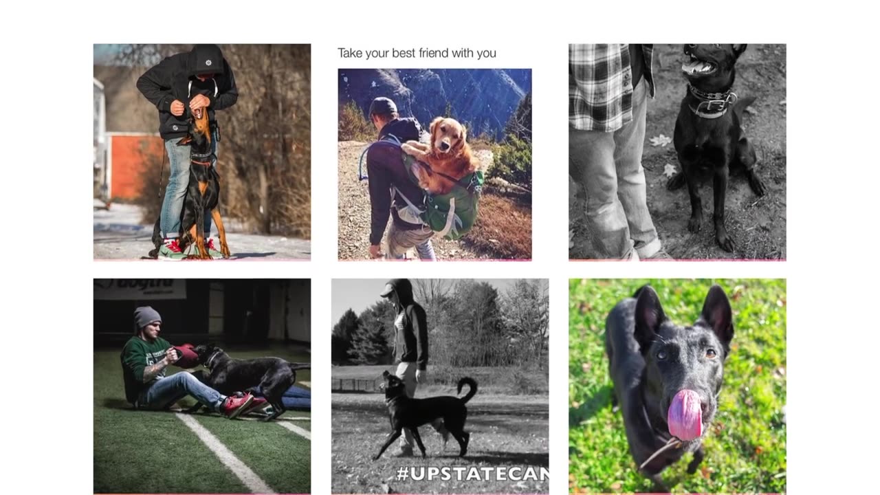 ANY dog can be taught to behave well when being leashed | 5 MINUTE DOG TRAINING