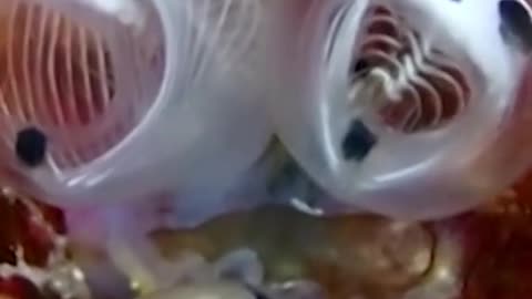 See Japan's New Species Panda Like Sea Squirt