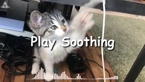 Best Of 2021 | Funny Pets Compilation | Top Funny Pet Videos | TRY NOT TO LAUGH