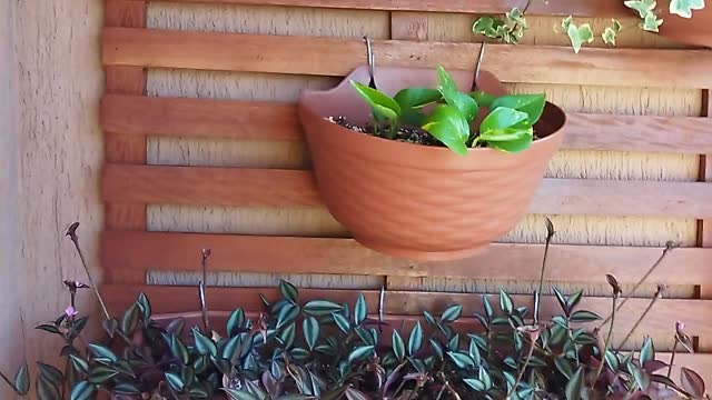 | vertical garden | #1 | SANTx777®