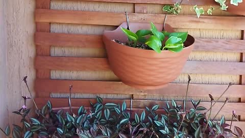 | vertical garden | #1 | SANTx777®