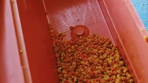 Pollen trap in operation