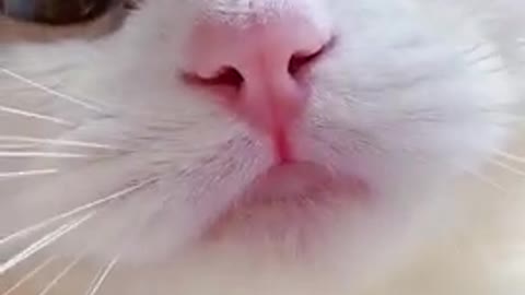 Funny cats meow