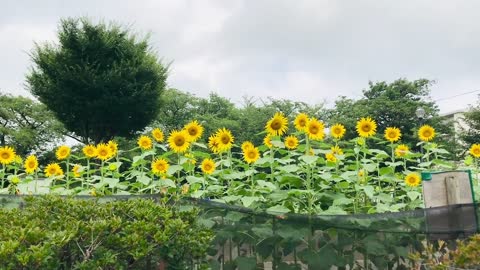 The Sunflowers Growing In A Garden Park