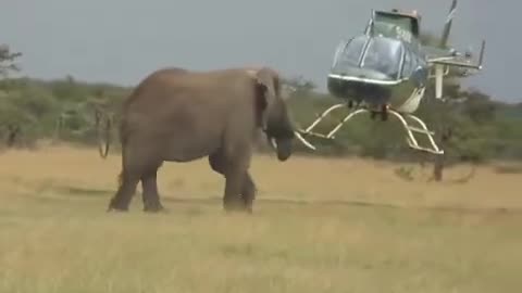Elephant attack funny video