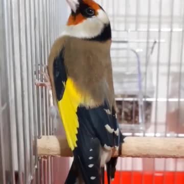 amazing bird songs in the world