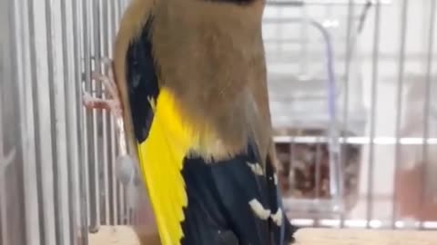 amazing bird songs in the world